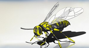 Wasp 3D model 3D