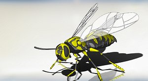 Wasp 3D model