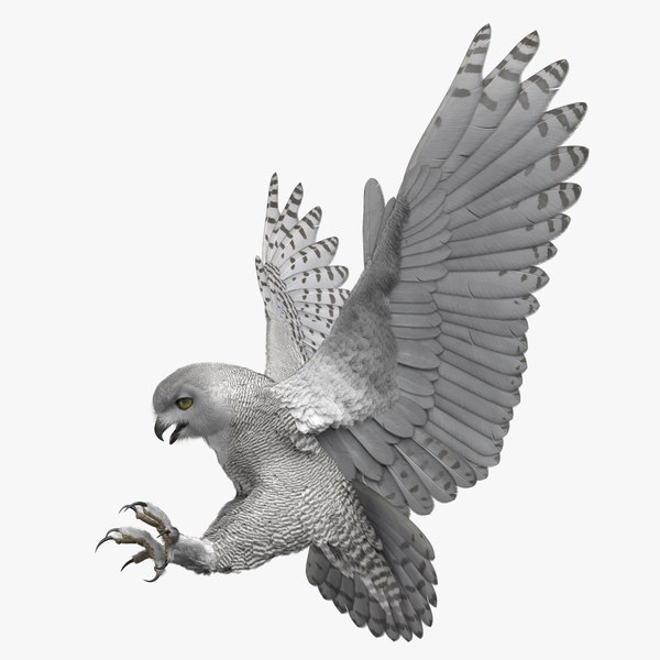 3D rigged snowy owl model