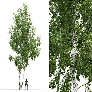 tree nature 3D