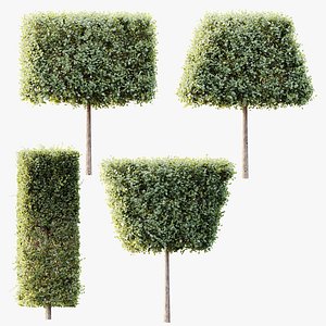 AV Plants Bush Ficus Concinna Bonsai Pruned Version12 3D model