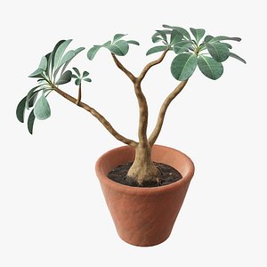 pot flower desert 3D model