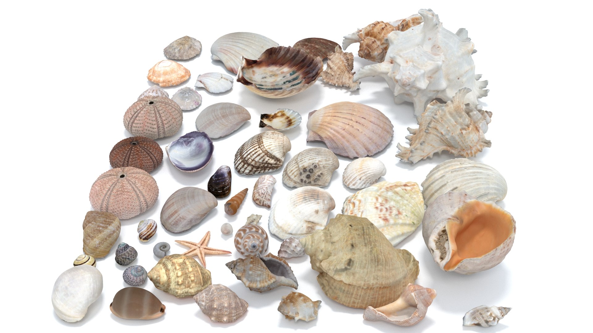shell 3D model https://p.turbosquid.com/ts-thumb/Qn/Wj7UCe/1u/4/jpg/1781063276/1920x1080/fit_q87/1cb64ef96cdec24a7659a05f4c4ab86b8bfb1d6e/4.jpg