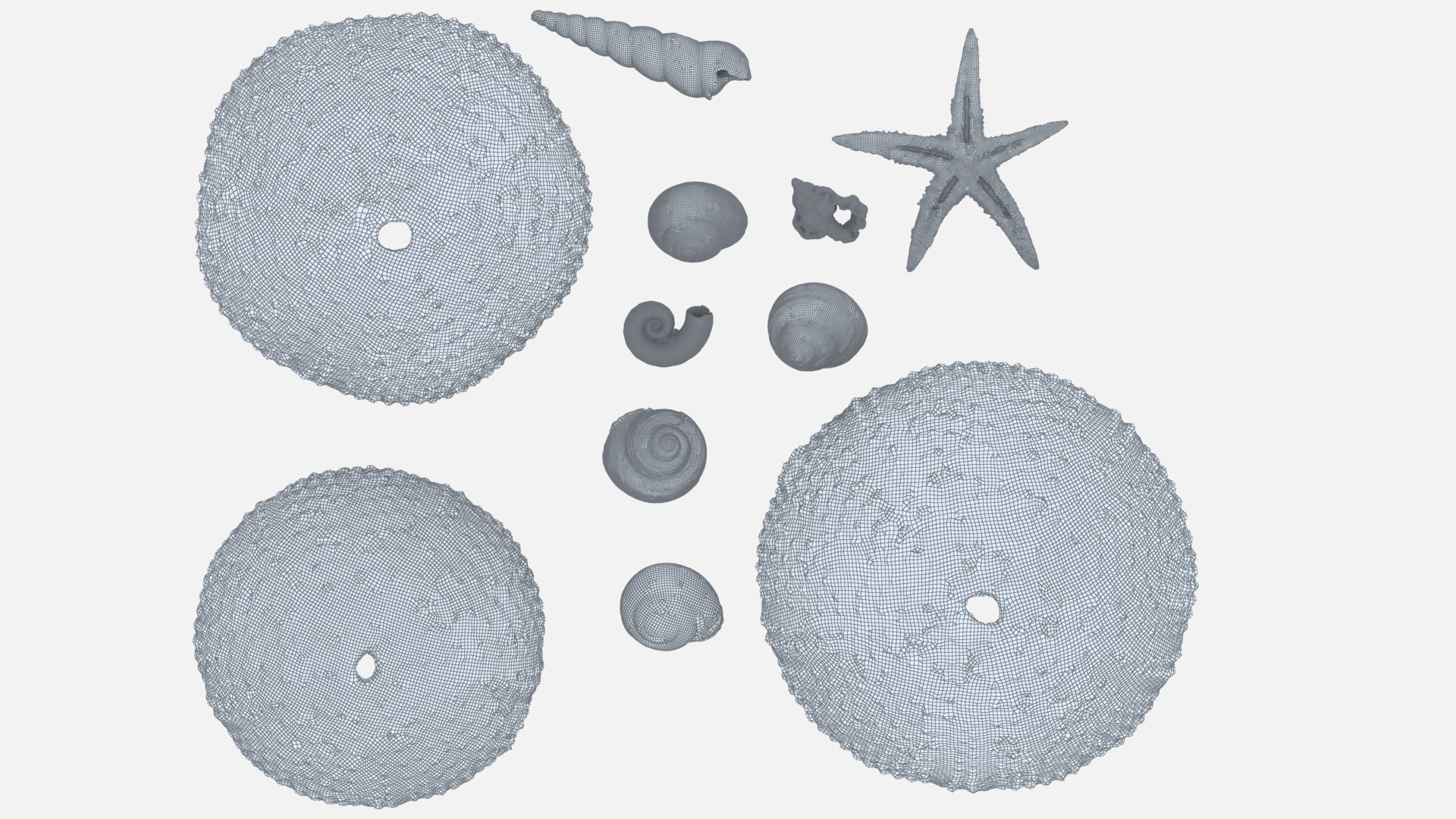 shell 3D model https://p.turbosquid.com/ts-thumb/Qn/Wj7UCe/4v/wl4/jpg/1781063268/1920x1080/fit_q87/c6b5be0eef3642507948bc8e1f90892f6f97d6da/wl4.jpg