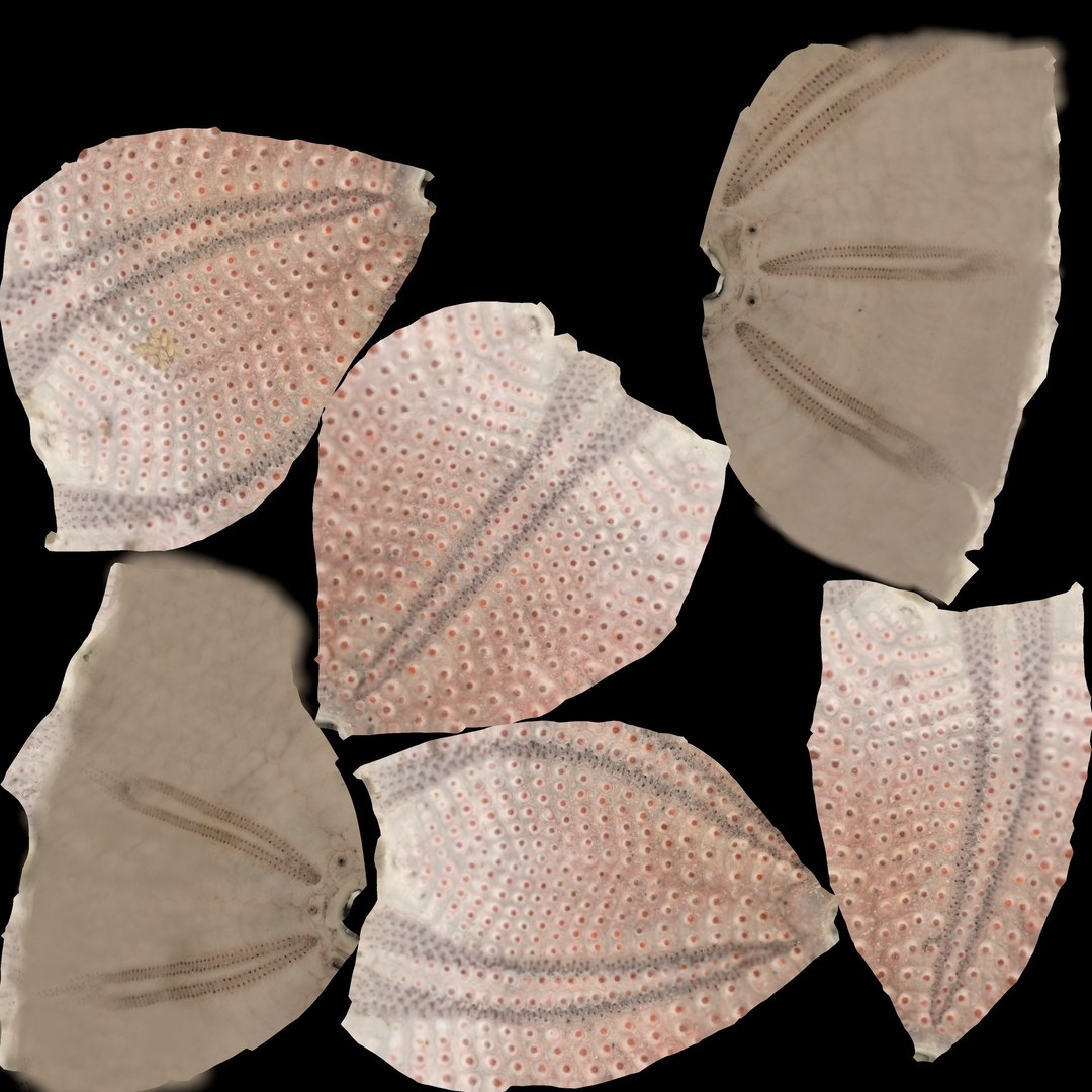 shell 3D model https://p.turbosquid.com/ts-thumb/Qn/Wj7UCe/A0/tex_077/jpg/1781063311/1920x1080/fit_q87/76d6a27e595f4022a6e09f2118d374c31755f92d/tex_077.jpg