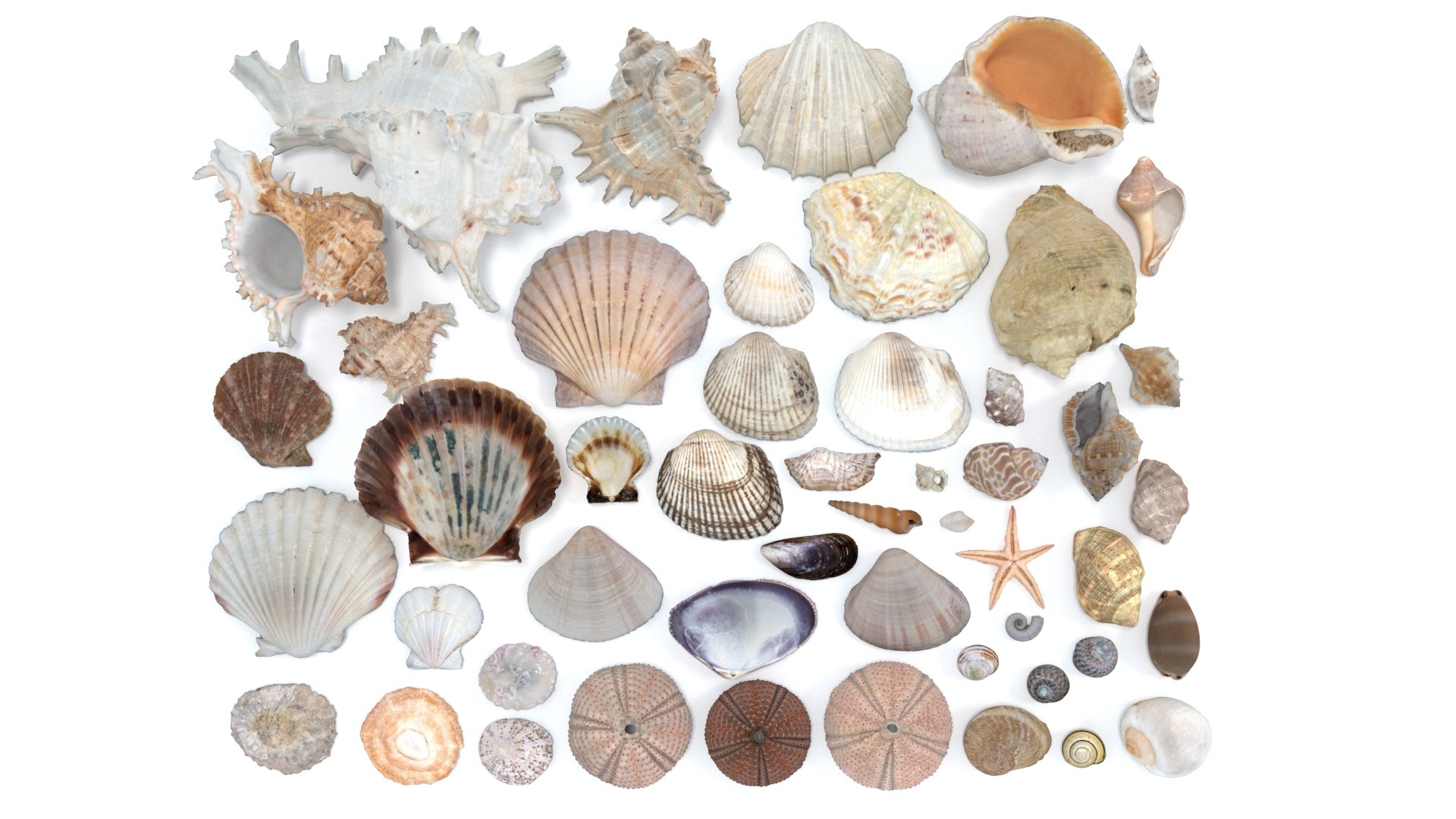 shell 3D model https://p.turbosquid.com/ts-thumb/Qn/Wj7UCe/IJ/1/jpg/1781063273/1920x1080/fit_q87/864d9558b0fca3188891090ae4d750ab0bb3ac5f/1.jpg