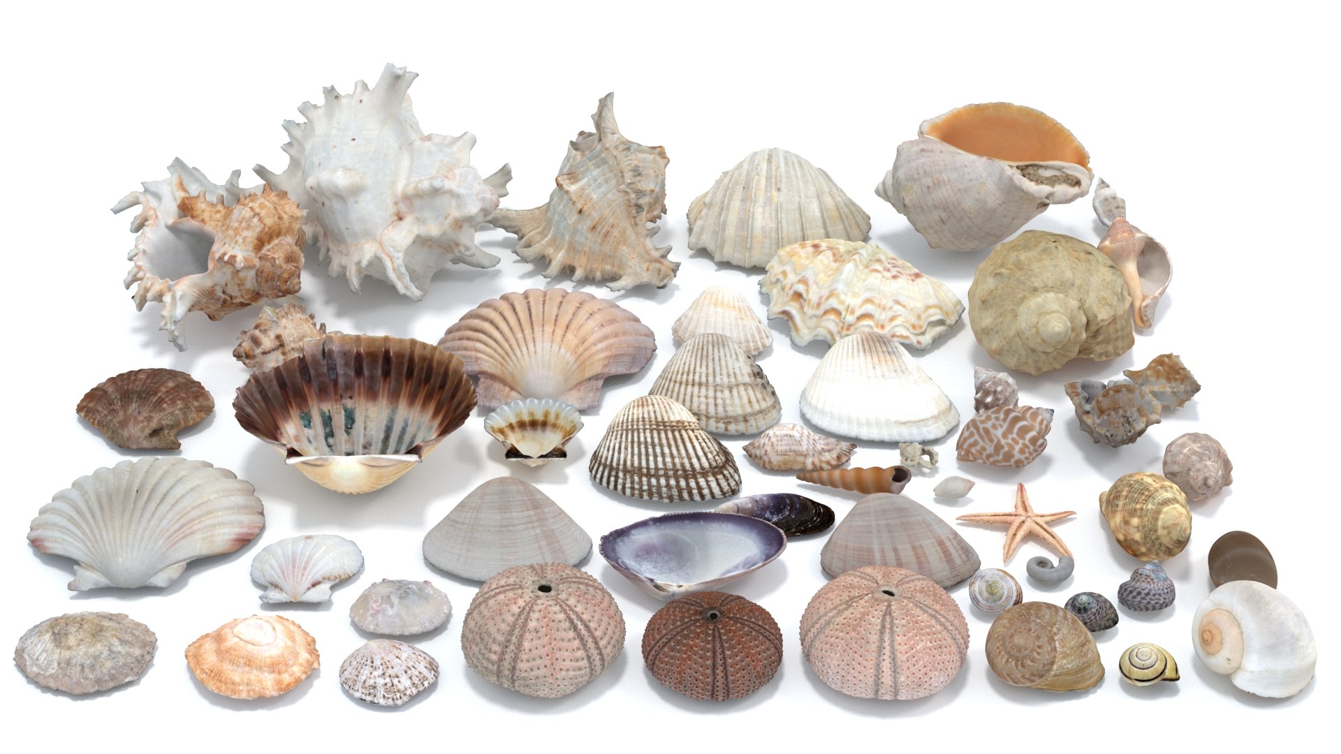 shell 3D model https://p.turbosquid.com/ts-thumb/Qn/Wj7UCe/MB/2/jpg/1781063273/1920x1080/fit_q87/d84ab247e2d6756b7cb780396feac281c283a998/2.jpg