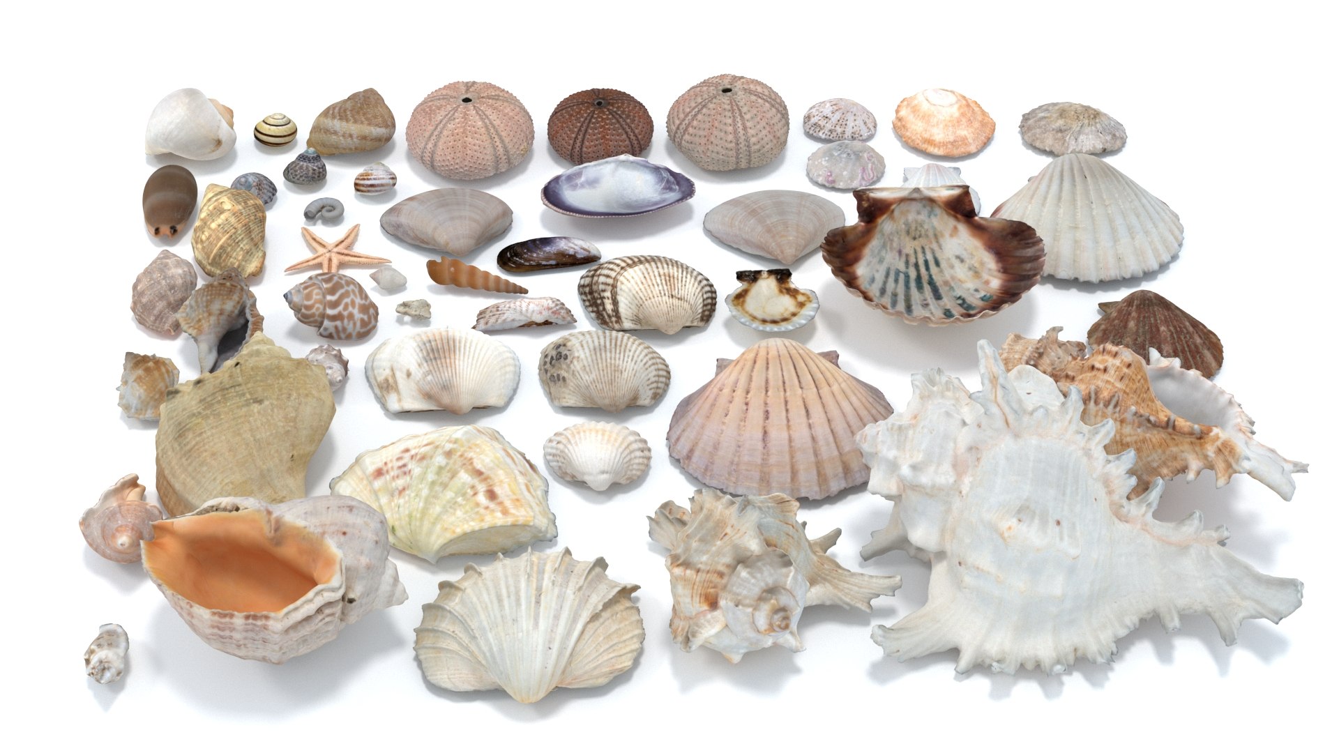 shell 3D model https://p.turbosquid.com/ts-thumb/Qn/Wj7UCe/PB/3/jpg/1781063274/1920x1080/fit_q87/d249cf43650a524ef99dcbc6ce73c7e6335d678a/3.jpg