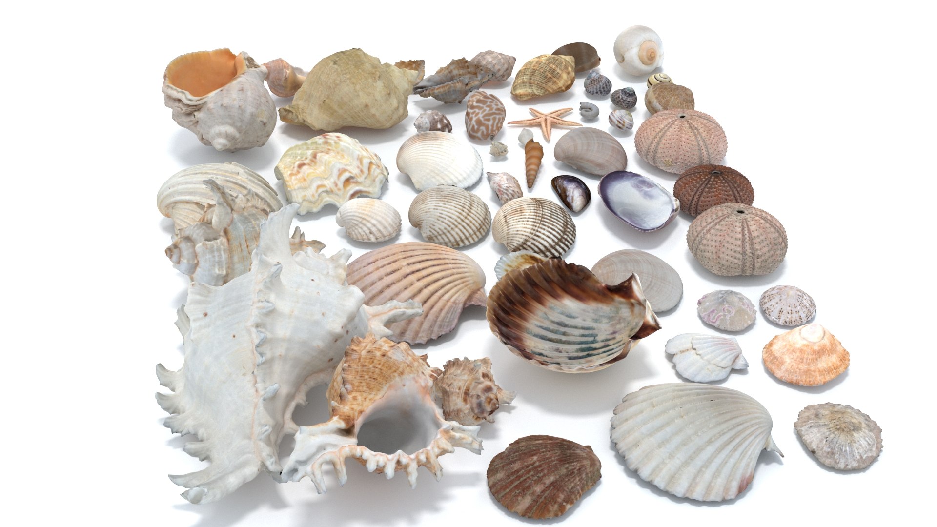 shell 3D model https://p.turbosquid.com/ts-thumb/Qn/Wj7UCe/Pd/5/jpg/1781063275/1920x1080/fit_q87/67372ffd7416f5bd715cb776528d73a8add32d12/5.jpg