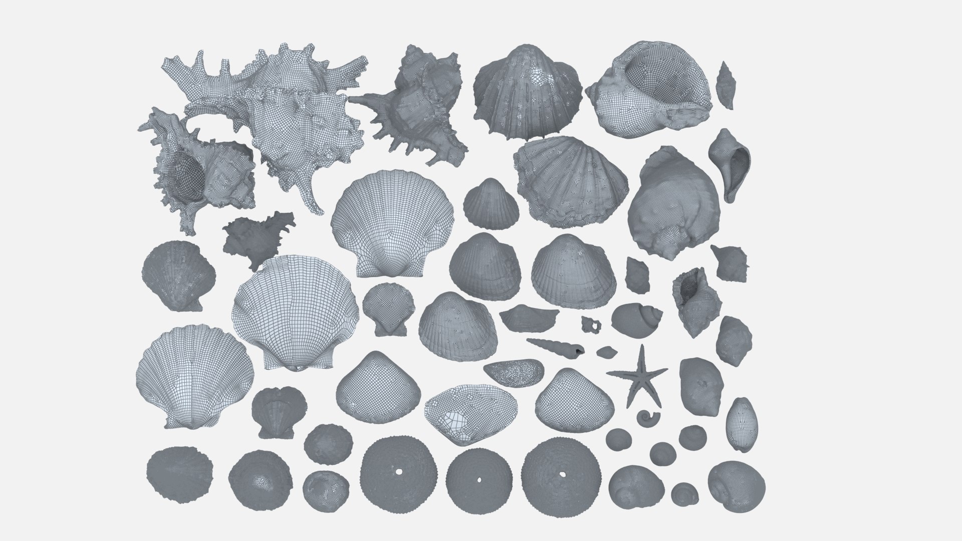 shell 3D model https://p.turbosquid.com/ts-thumb/Qn/Wj7UCe/WF/wl1/jpg/1781063258/1920x1080/fit_q87/056f2ec4a6d1d96739cc574b65ffebd6d4ef16e9/wl1.jpg
