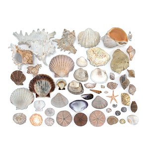 shell 3D model