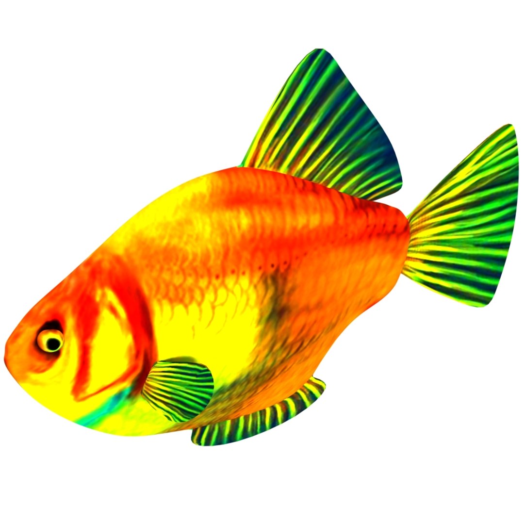 fish nature animal model https://p.turbosquid.com/ts-thumb/Qn/j1xUrX/9m6VhnfT/5/jpg/1591605706/1920x1080/fit_q87/304a08a6b9c710983264a5a86ed78f3066053dec/5.jpg