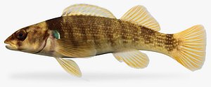 Etheostoma juliae Yoke Darter