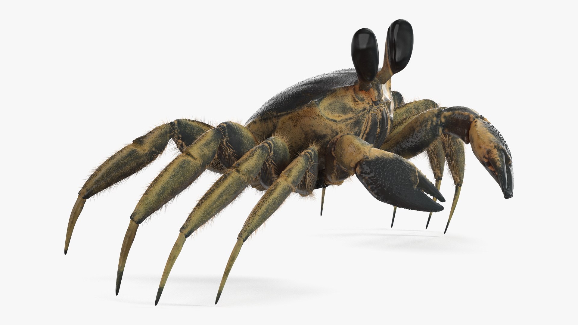 3D Atlantic Beach Crab Black Fur Rigged for Maya https://p.turbosquid.com/ts-thumb/Qo/5rsWLO/TL/atlantic_beach_crab_black_fur_rigged_007/jpg/1751541598/1920x1080/fit_q87/408fbaa4695bcce21c048131ccd18b0916f89473/atlantic_beach_crab_black_fur_rigged_007.jpg