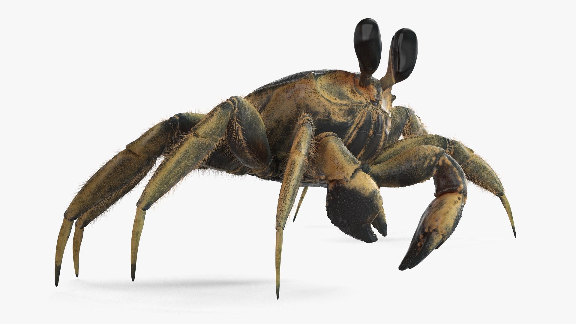 3D Atlantic Beach Crab Black Fur Rigged for Maya https://p.turbosquid.com/ts-thumb/Qo/5rsWLO/e0/atlantic_beach_crab_black_fur_rigged_008/jpg/1751541602/1920x1080/fit_q87/69a470daf339a13952e5946682f29796c84653c7/atlantic_beach_crab_black_fur_rigged_008.jpg