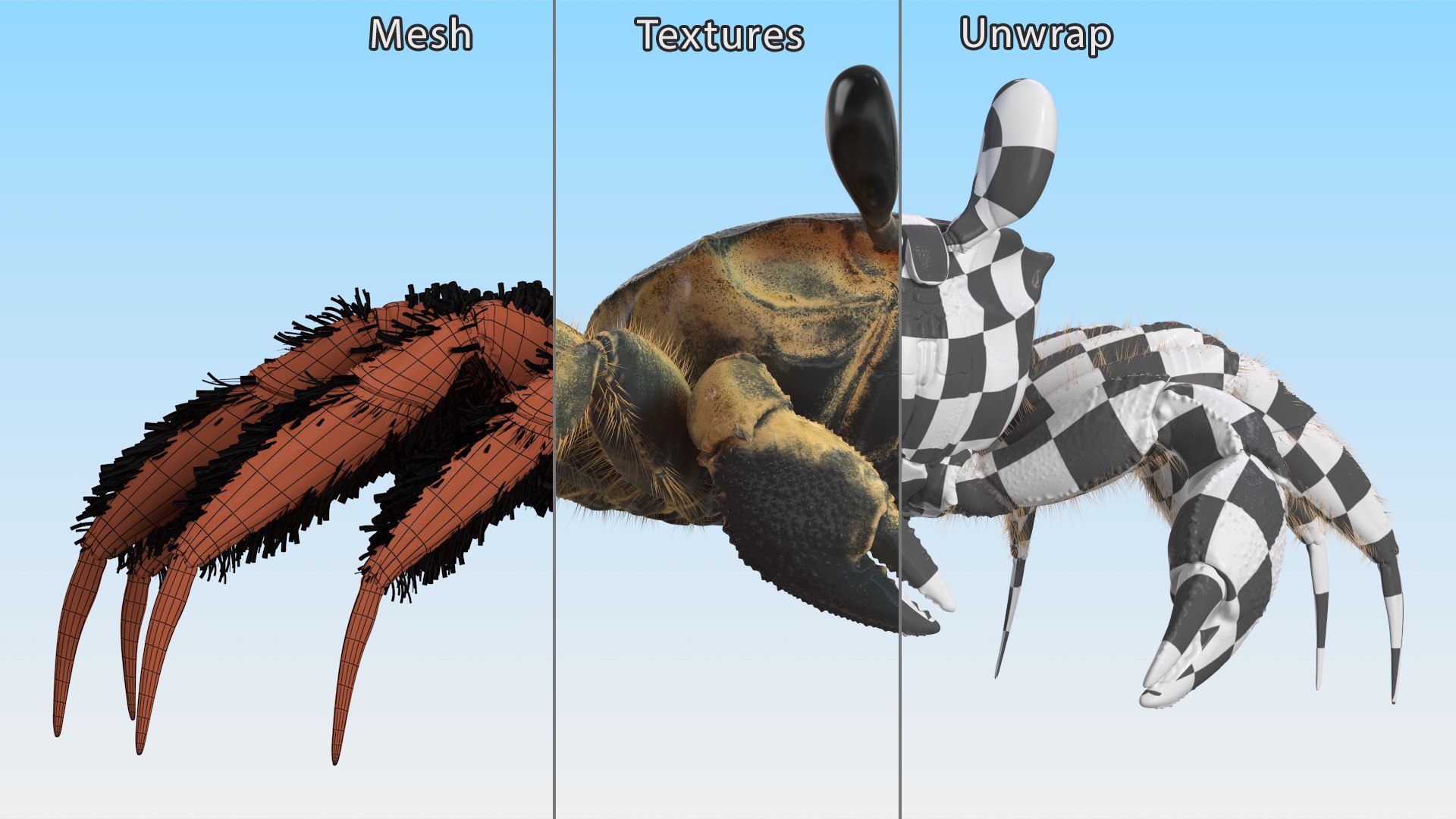 3D Atlantic Beach Crab Black Fur Rigged for Maya https://p.turbosquid.com/ts-thumb/Qo/5rsWLO/fY/atlantic_beach_crab_black_fur_rigged_013/jpg/1751541621/1920x1080/fit_q87/263c37312180805b8aa705449286443035c23ced/atlantic_beach_crab_black_fur_rigged_013.jpg
