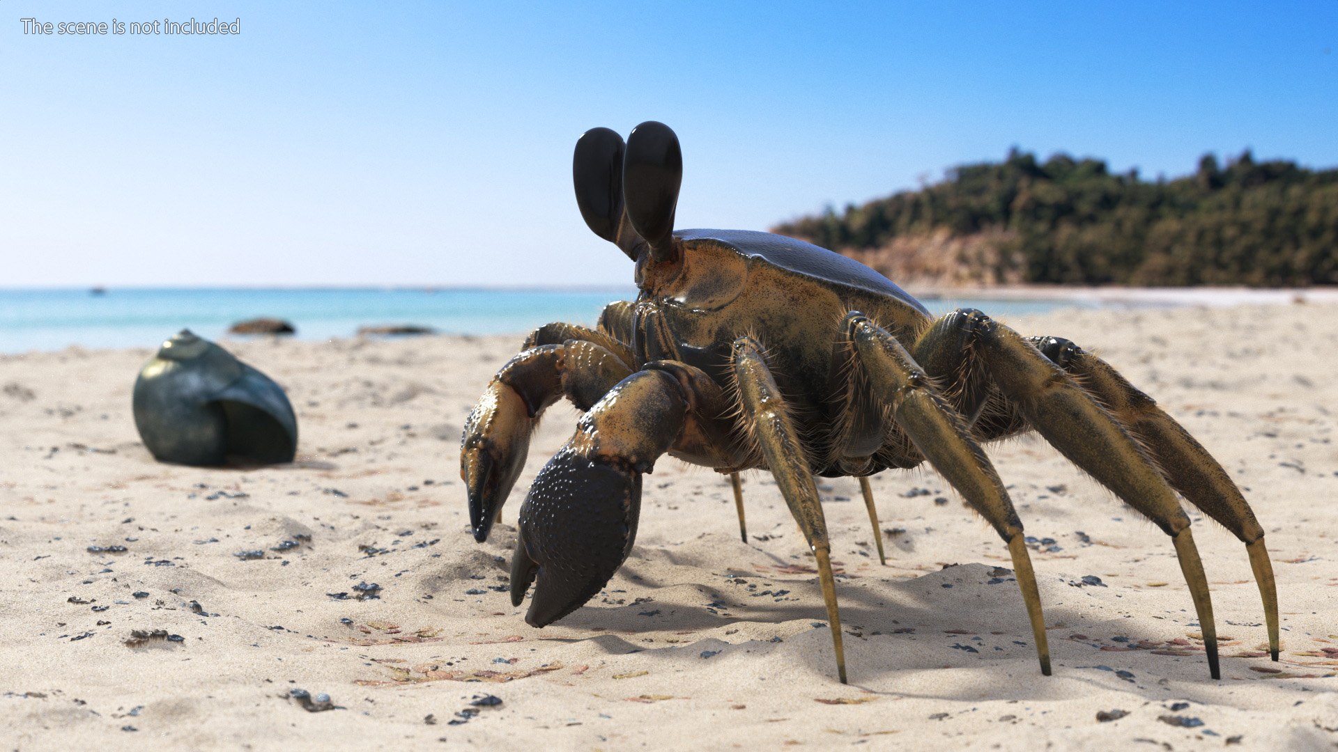 3D Atlantic Beach Crab Black Fur Rigged for Maya https://p.turbosquid.com/ts-thumb/Qo/5rsWLO/hf/atlantic_beach_crab_black_fur_rigged_002/jpg/1751541341/1920x1080/fit_q87/e6c7607f39035af4b20fdf3b5591d9ac611ca4a8/atlantic_beach_crab_black_fur_rigged_002.jpg