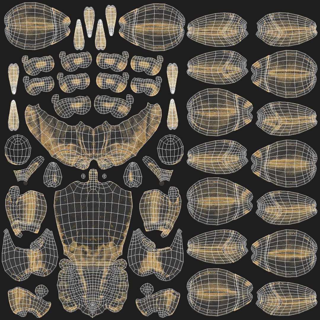 3D Atlantic Beach Crab Black Fur Rigged for Maya https://p.turbosquid.com/ts-thumb/Qo/5rsWLO/sw/atlantic_beach_crab_black_fur_rigged_016/jpg/1751541631/1920x1080/fit_q87/7113f6dbaf47ab3e2245ba0fc270692449057b34/atlantic_beach_crab_black_fur_rigged_016.jpg