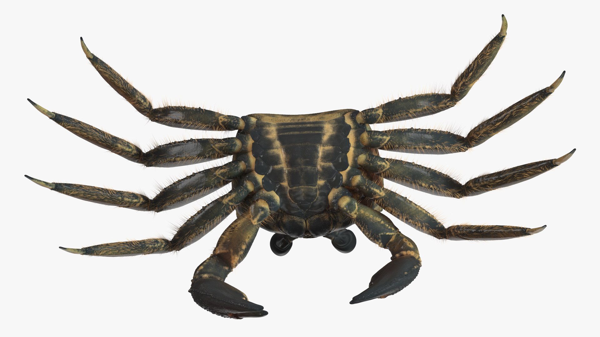 3D Atlantic Beach Crab Black Fur Rigged for Maya https://p.turbosquid.com/ts-thumb/Qo/5rsWLO/yd/atlantic_beach_crab_black_fur_rigged_012/jpg/1751541617/1920x1080/fit_q87/97afd5004c6911d450cfeccafe7fdad58038518a/atlantic_beach_crab_black_fur_rigged_012.jpg