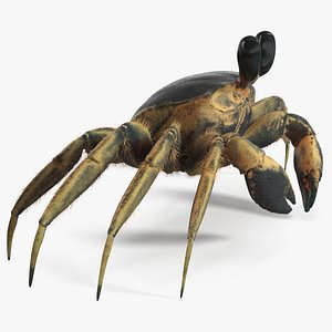 3D Atlantic Beach Crab Black Fur Rigged for Maya