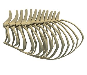 Bear Rib Cage