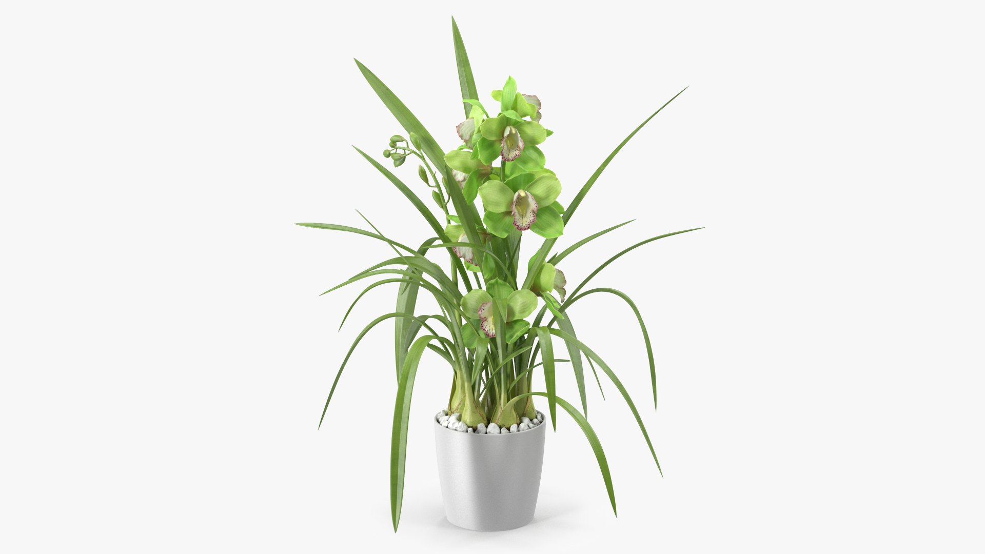 Orchid Pot Green 3D model preview
