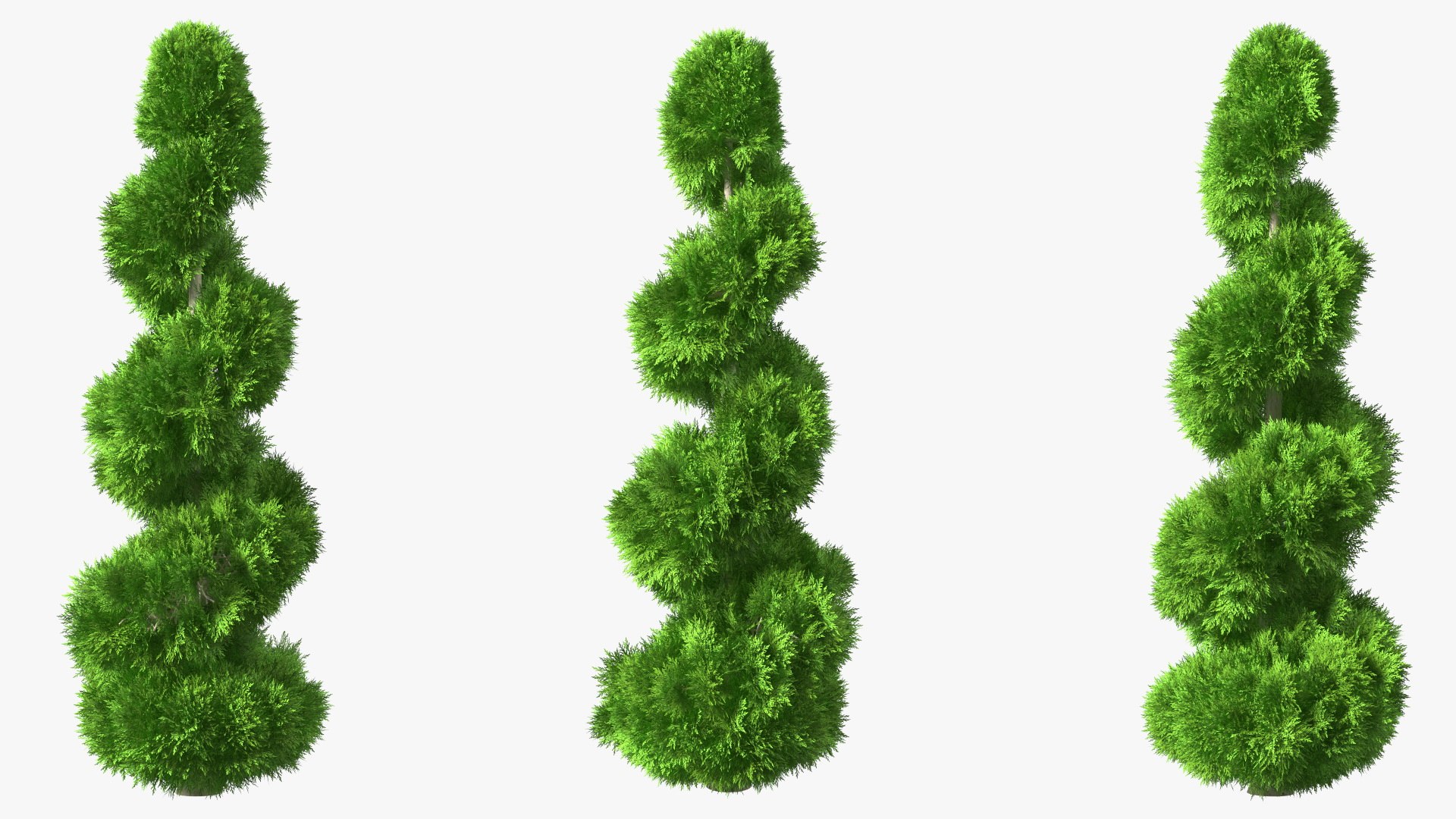 Twisted Chinese Arborvitae 3D model preview