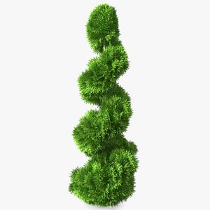 Twisted Chinese Arborvitae