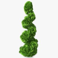 Twisted Chinese Arborvitae