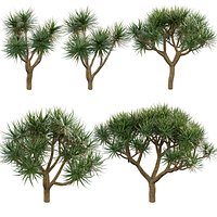 Dracaena draco