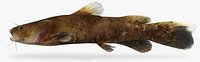 Pylodictis olivaris Flathead Catfish