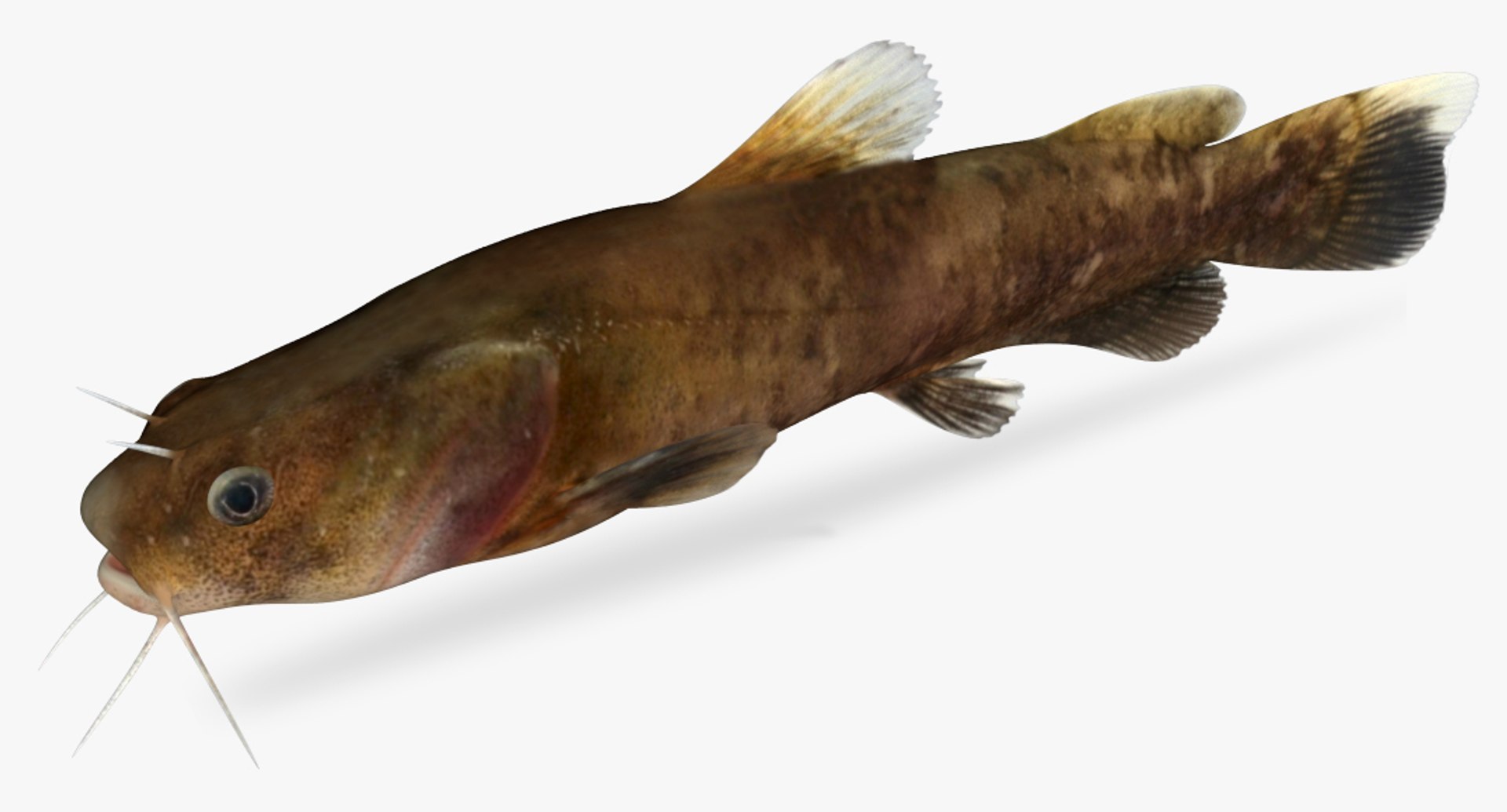 Pylodictis Olivaris Flathead Catfish 3D Model | 1145516 | TurboSquid