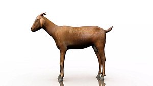 3D india goat model