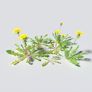 3D dandelion pack model