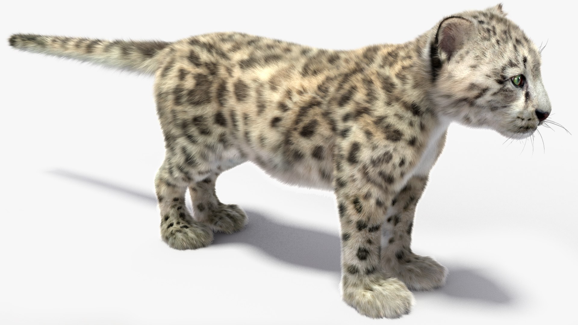 Snow Leopard Cub Fur 3D Model - TurboSquid 2359092