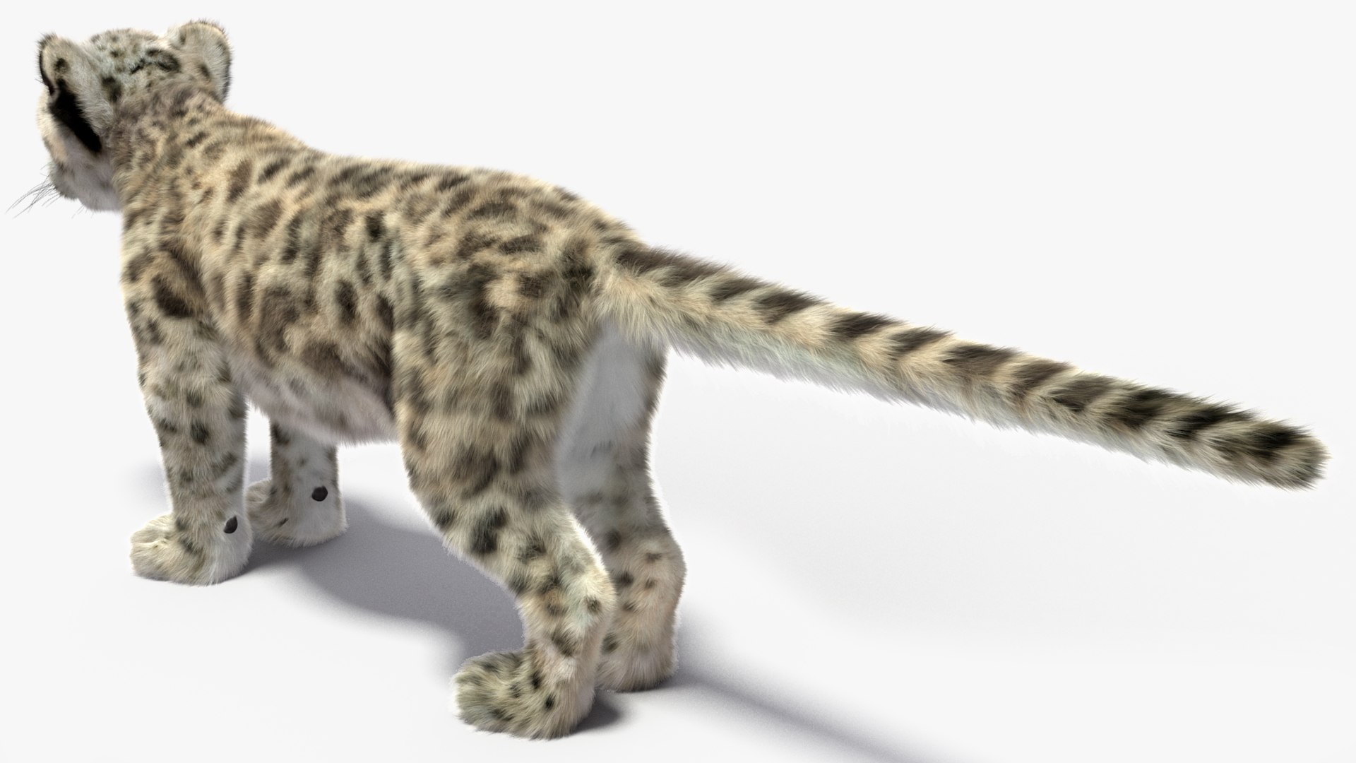 Snow Leopard Cub Fur 3D Model - TurboSquid 2359092