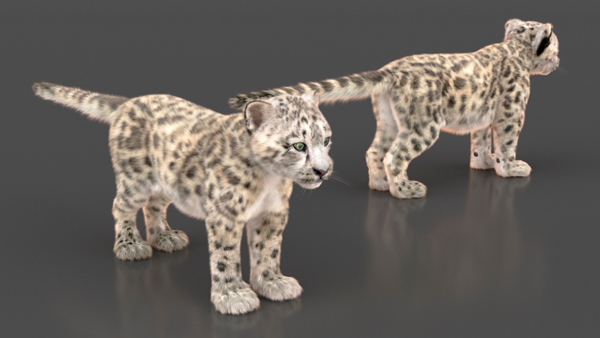 Snow Leopard Cub Fur 3D Model - TurboSquid 2359092