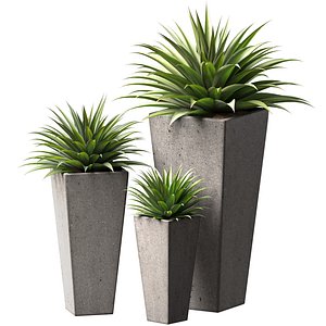 Decorative Outdoor Porch or Terrace Plant Front Entrance Tree 3D model