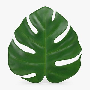 Monstera Deliciosa Leaf Young 3D