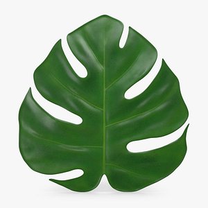 Monstera Deliciosa Leaf Young