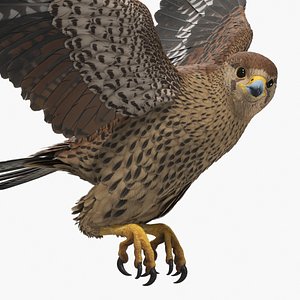 3D Falcon Bird Brown Rigged
