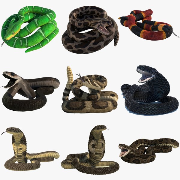 Snake 3D Models for Download | TurboSquid