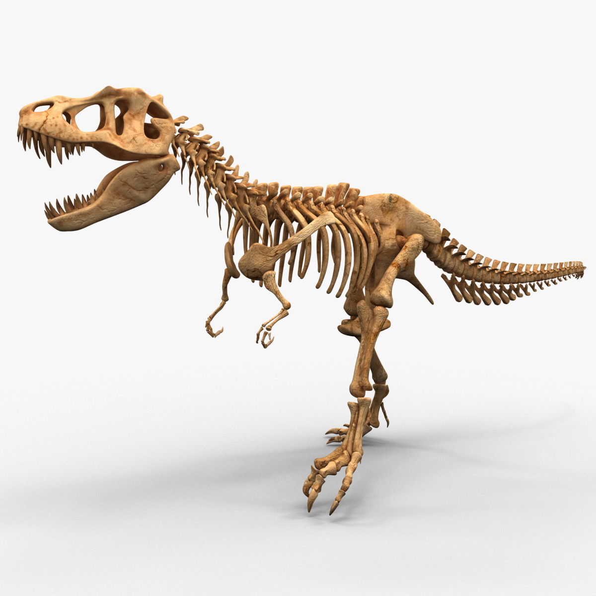 c4d dinosaur t-rex bones 2