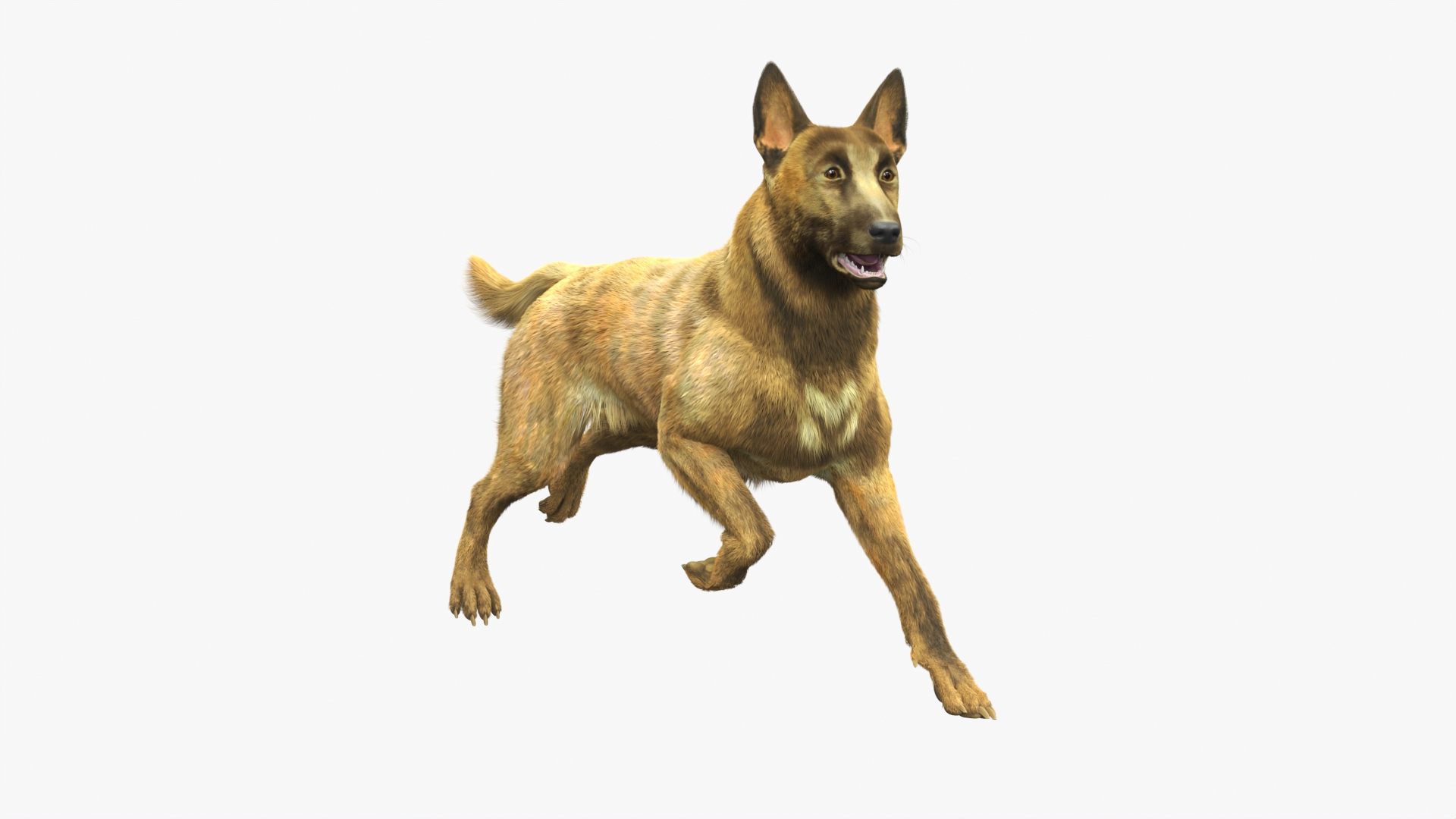 3D model Dutch Herding Dog in Run Pose Gold Brindle Fur https://p.turbosquid.com/ts-thumb/Qo/u1neTm/bA/dutch_herding_dog_in_run_pose_gold_brindle_fur_360/jpg/1755508678/1920x1080/turn_fit_q99/105655557705476232366df17fa8c1db5cadba69/dutch_herding_dog_in_run_pose_gold_brindle_fur_360-1.jpg