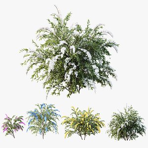 3D AV Plants Spiraea Cinerea Grefsheim Flowering Shrub