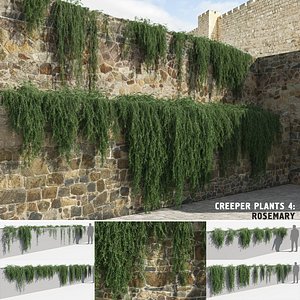 Rosemary Plants (+GrowFX)