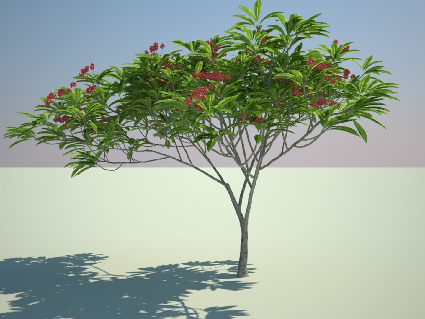 tropical flowering tree landscape max