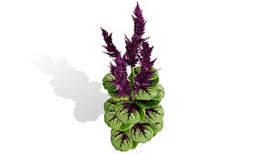 Arabian Amaranthus Plants Collection model