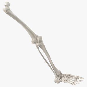 Real Human Leg Bones Anatomy 01 White