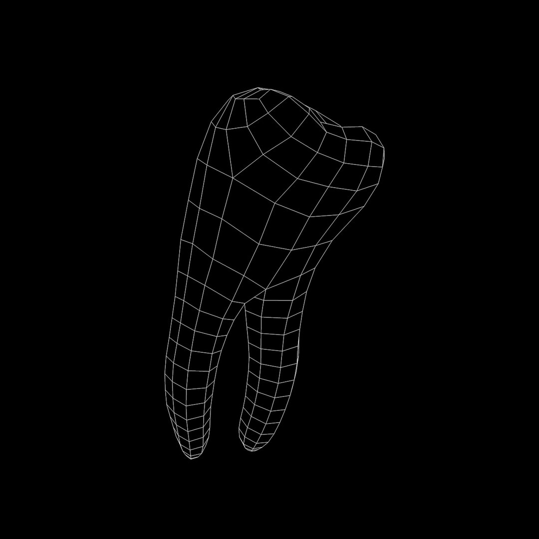 molar tooth 3D model https://p.turbosquid.com/ts-thumb/Qp/gGm998/E3gmUwFC/5/jpg/1498292804/1920x1080/fit_q87/29373f028ceb72a8d685d25f0536ce0cb3258258/5.jpg
